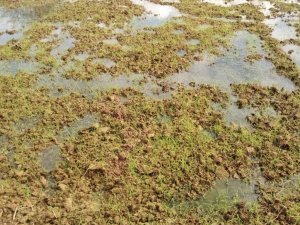 Süper besin Çilimli’de filizlendi