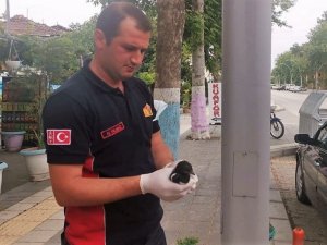 Yuvasından düşen yavru kuş için seferber oldular