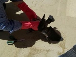 Çatıdan düşen yavru karga tedavi altına alındı