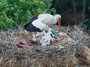 Yaren leyleliğin anne yüreği