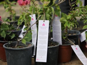 Bodrum’da begonvil fidanı dağıtıldı