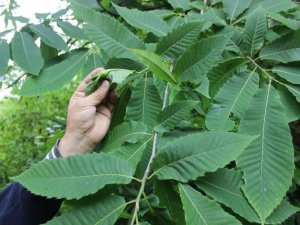 ’Katil’ gal arısı Sinop’ta da görüldü, arıcılar endişeli