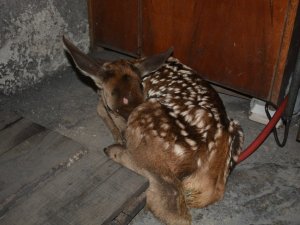Yaylada bitkin halde buldukları geyik yavrusunu biberonla beslediler