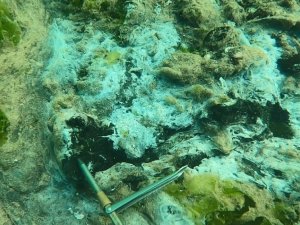 Çürüyen deniz salyası dehşete düşürdü