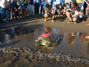 Uydu takip cihazı takılan yeşil deniz kaplumbağası denize bırakıldı