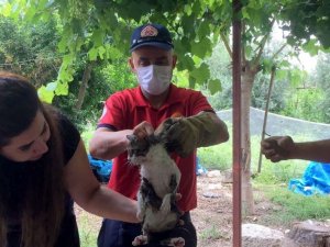 Otomobilin motor bölümüne sıkışan yavru kediyi itfaiye kurtardı