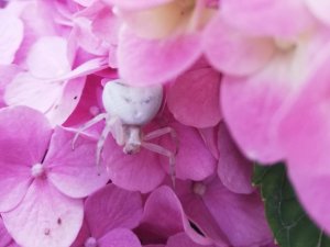 "İnsan yüzlü örümcek" İzmir’de de görüldü