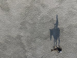 Akgöl’ü kurudu, kuşlar gölü terk etti