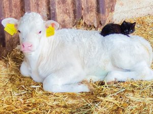 Kara kedi ile ak buzağının dostluğu yürekleri ısıttı