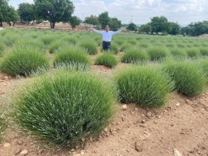 Gözler lavanta tarlalarına bu yıl 100 bin ziyaretçi bekleniyor