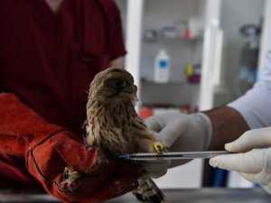 Yavru kerkenez tedavi altına alındı