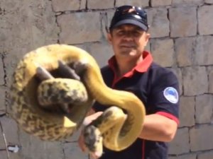 Duvardaki 3 metrelik dev yılan böyle yakalandı