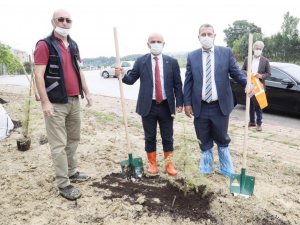 İlimtepe’ye 750 sedir ağacı