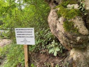 Üzerinde el figürü oluşan ağaç koruma altına alındı