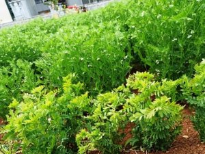 Harran Üniversitesi tarımda yeniliklerin öncüsü