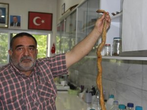 Depremler yılanların da yaşam alanlarını bozdu, ekolojik dengesizlik popülasyonu arttırdı