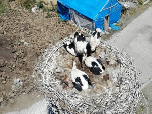 Leylek yavruları büyük göçe hazırlanıyor