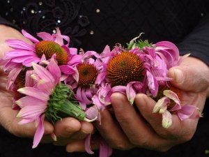 Uşak bahçeleri ekinezya ile çiçekleniyor