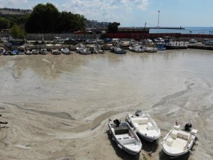 Bu görüntüler Tekirdağ’dan: Denizde salya çölü