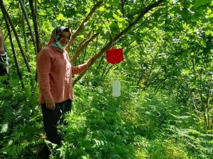 Fındıkta dalkıran zararlısına karşı mücadele