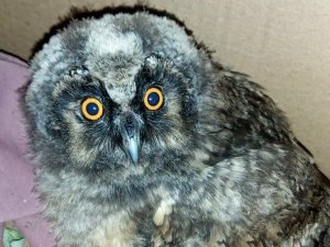 Yavru kulaklı orman baykuşu tedavi altına alındı