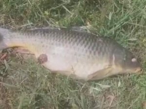 Ömerli barajında balık ölümleri korkuttu