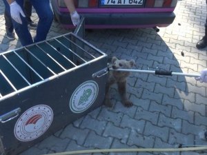 Köpeklerin saldırısına uğrayan yavru ayıyı vatandaşlar kurtardı