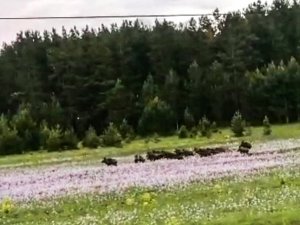 Ormanlık alanda domuz sürüsü böyle görüntülendi