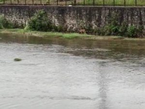 Derelere düşerek mahsur kalan hayvanlar için uzmanlardan uyarı