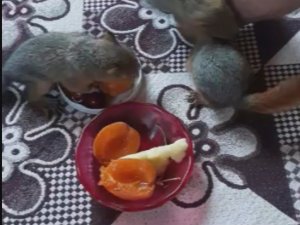 Öksüz kalan yavru sincaplara sahip çıktılar