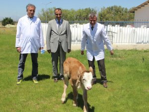 Montofon cinsi inek embriyo transferiyle simental cinsi buzağı doğurdu