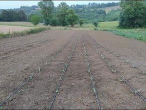 Kandıra’ya 10 bin enginar fidesi