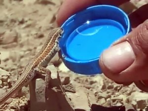 Bitkin halde olan kertenkeleye kapakta su içirdi