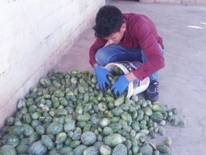 Şanlıurfa’da yetiştirilen Şelengo tescillendi