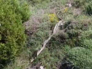 Dev yılanların dansı ürküttü