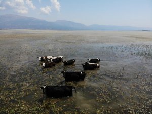 Bu inekler merada değil gölde otluyor