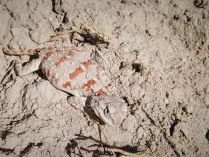 Koruma altında olan "Topbaş Keler" görüntülendi