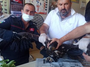 Yaralı kartala şefkat eli