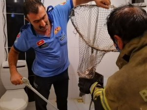 Anne kedi, sesler çıkartarak yavrusunu kurtardı; o anlar kamerada