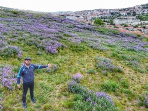Tarihi Mercimektepe Höyüğü, açan yabani yoncalarla mor renge büründü