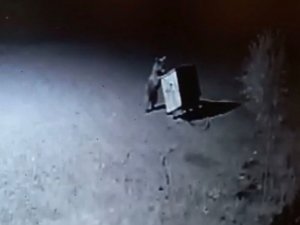 Tunceli’de ayılar, restorana geldi çöpleri karıştırırken görüntülendi