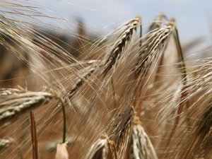 "Depresyonun altından glüten çıkabilir"