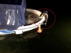 Küçükçekmece Gölü’nde nesli tükenme tehlikesi altındaki su samurları görüldü