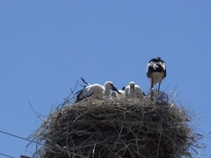Gülgez leylek bu kez yavrularını büyüttü