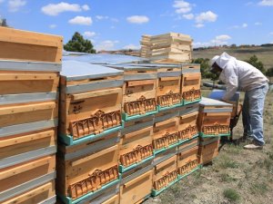 Başkent’teki Arıcılık Akademi’sinde eğitimler başlıyor