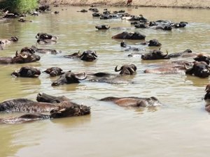Burası Afrika değil Muş
