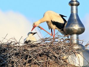 Cami kubbesine yuva yapan leylekler yavrularını göçe hazırlıyor
