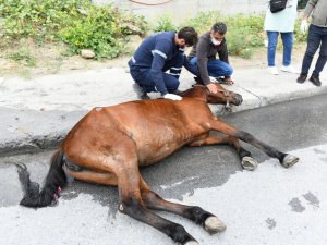 Esenyurt’ta aracın çarpmasıyla yaralanan ata belediye sahip çıktı