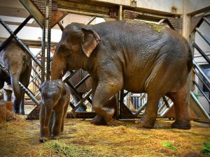 İzmir’in fil ailesi üçüncü yavrusuna kavuştu