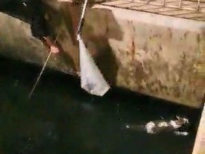 Denize düşen kedi balıkçı kepçesiyle kurtarıldı